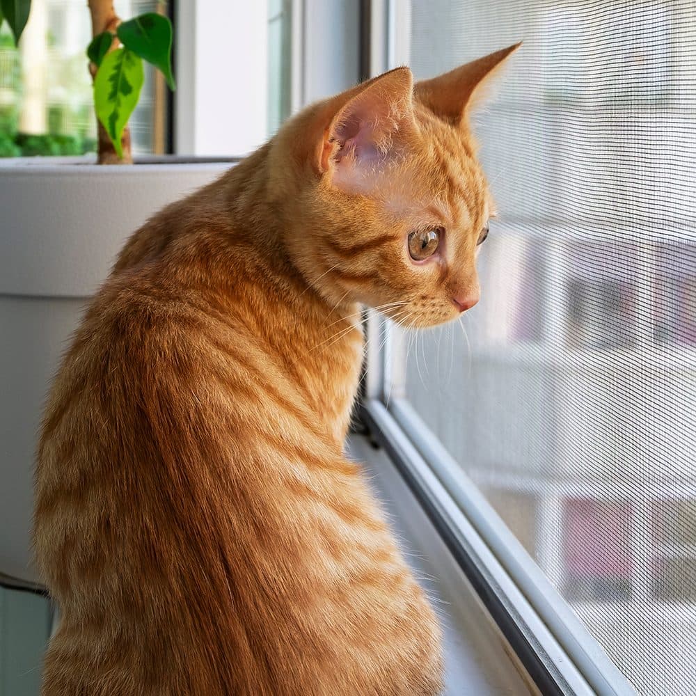 Chat à la fenêtre derrière une moustiquaire